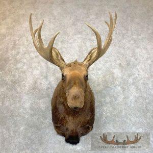 Eurasian Elk (European Moose) Shoulder Taxidermy Mount Taxidermy