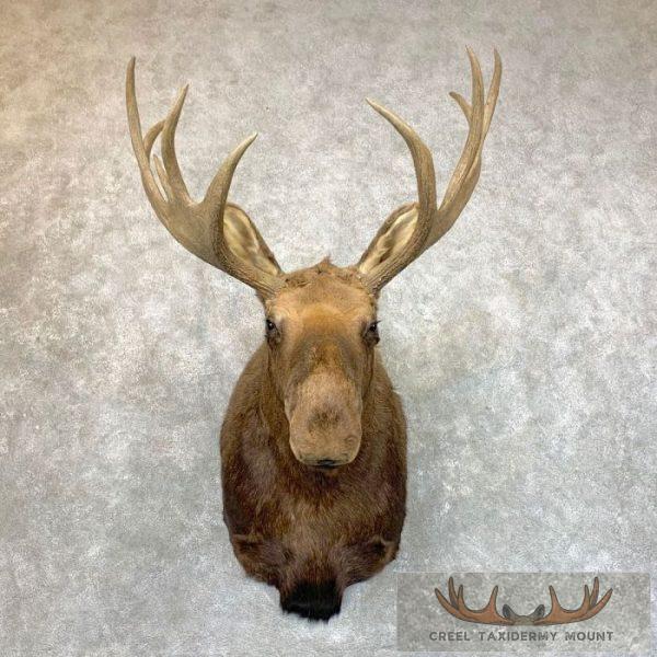 Eurasian Elk (European Moose) Shoulder Taxidermy Mount For Sale