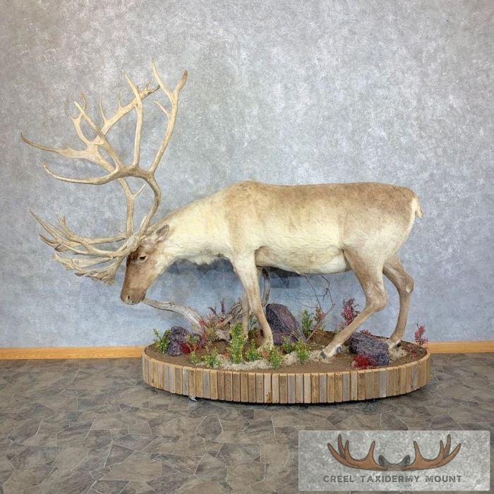 Eurasian Reindeer Life-Size Taxidermy Mount For Sale - Image 2