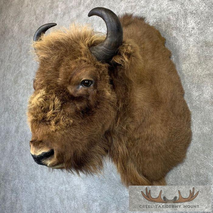 European Bison/Wisent Taxidermy Shoulder Mount For Sale