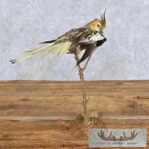Perched Female Cockatiel Taxidermy Bird Mount Taxidermy