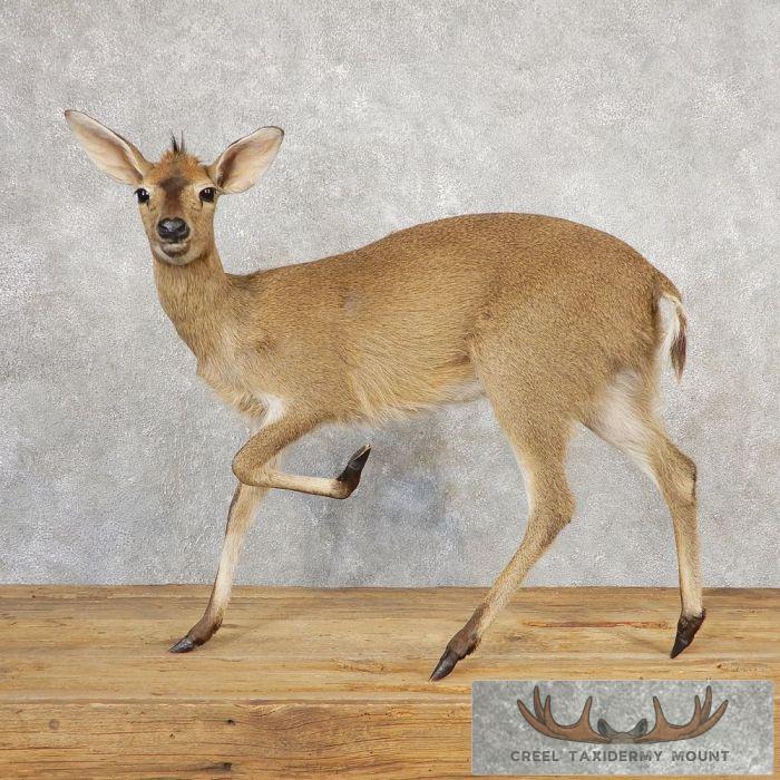 Female Bush Duiker Life-Size Taxidermy Mount For Sale