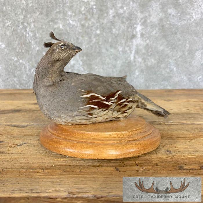 Female California Quail Taxidermy Bird Mount For Sale