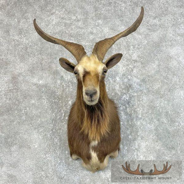Feral Goat Taxidermy Shoulder Mount For Sale