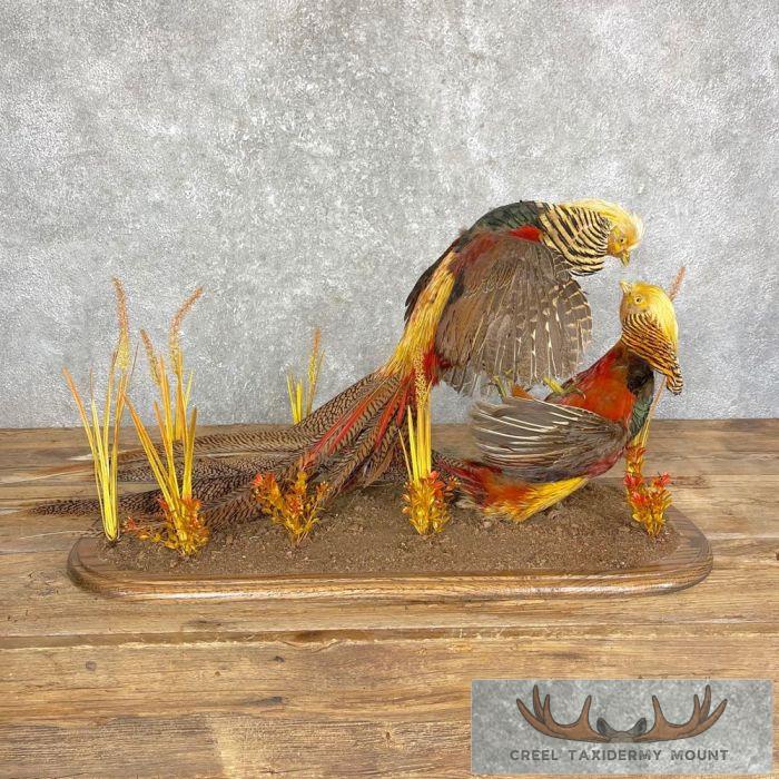 Golden Pheasant Taxidermy Bird Mount For Sale