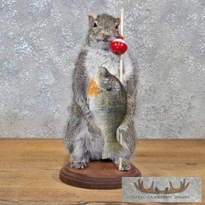 Novelty Gray Squirrel Taxidermy Mount Taxidermy