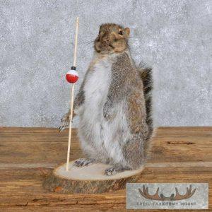 Novelty Gray Squirrel Taxidermy Mount Taxidermy