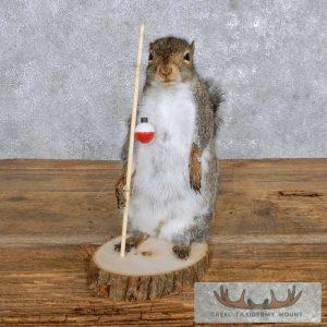 Novelty Gray Squirrel Taxidermy Mount Taxidermy