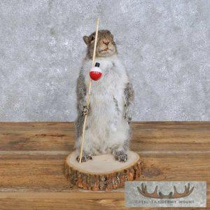 Novelty Gray Squirrel Taxidermy Mount Taxidermy