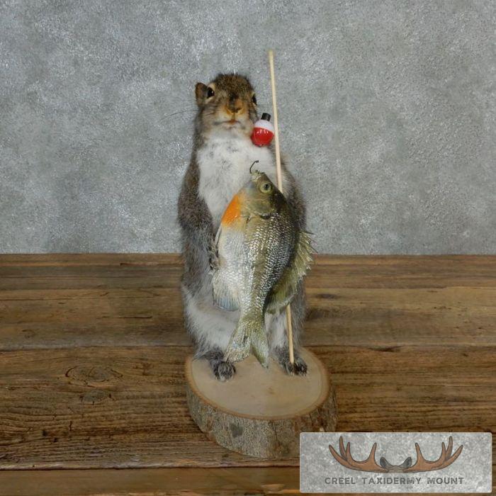 Novelty Gray Squirrel Taxidermy Mount For Sale