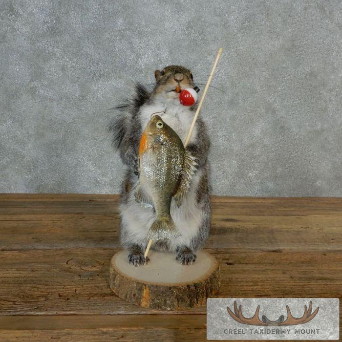 Novelty Gray Squirrel Taxidermy Mount For Sale