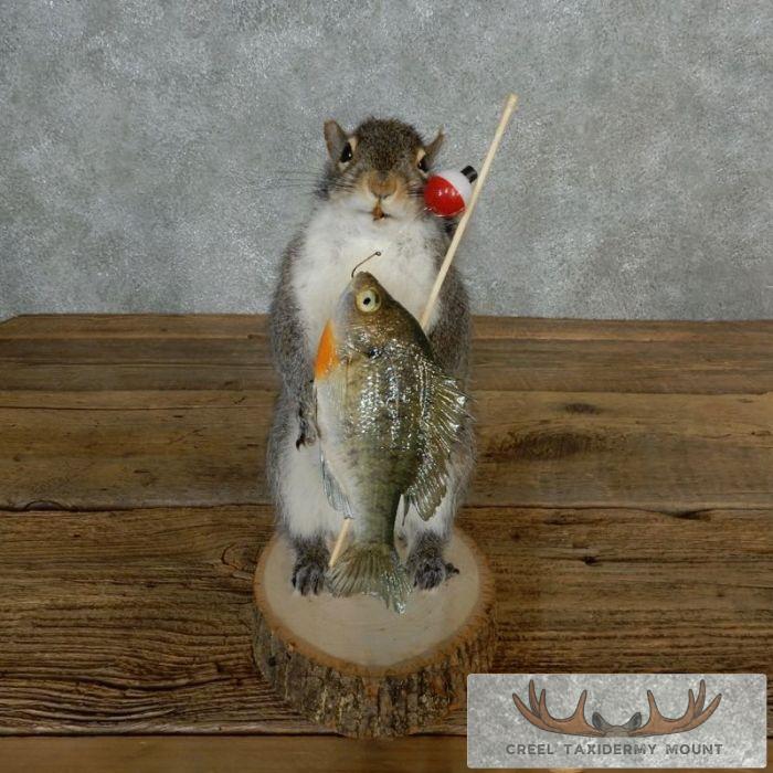 Novelty Gray Squirrel Taxidermy Mount For Sale