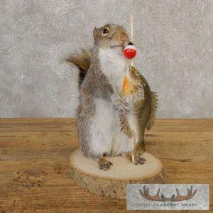 Novelty Gray Squirrel Taxidermy Mount Taxidermy