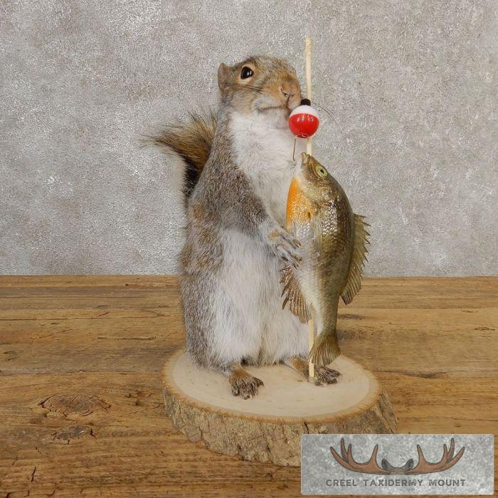 Novelty Gray Squirrel Taxidermy Mount For Sale