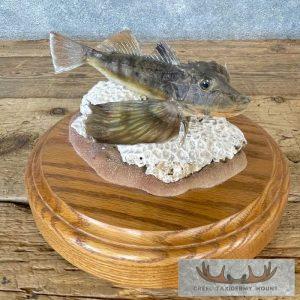 Flying Gurnard Taxidermy Fish Mount Taxidermy
