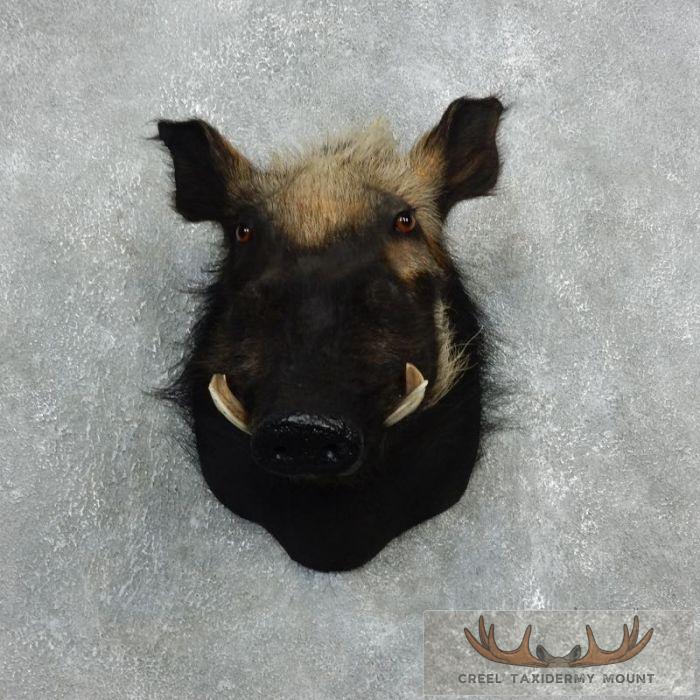 African Bushpig Taxidermy Shoulder Mount For Sale - Image 2
