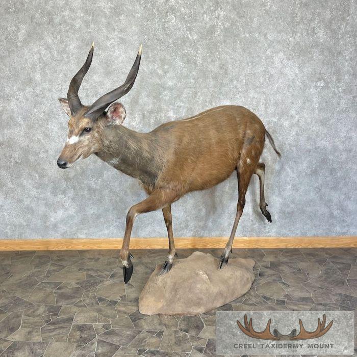 Forest Sitatunga Taxidermy Life-Size Mount For Sale