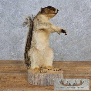 Fox Squirrel Life-Size Taxidermy Mount Taxidermy