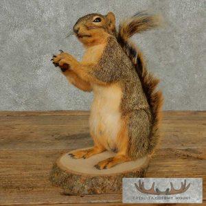 Fox Squirrel Life-Size Taxidermy Mount Taxidermy