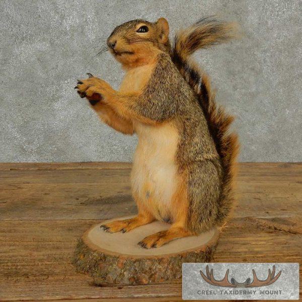 Fox Squirrel Life-Size Taxidermy Mount For Sale