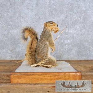 Standing Fox Squirrel Taxidermy Mount Taxidermy