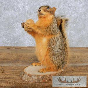 Standing Fox Squirrel Taxidermy Mount Taxidermy
