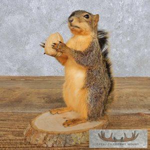 Standing Fox Squirrel Taxidermy Mount Taxidermy