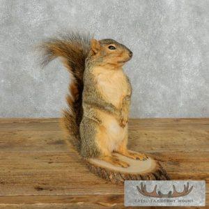 Fox Squirrel Life-Size Taxidermy Mount Taxidermy