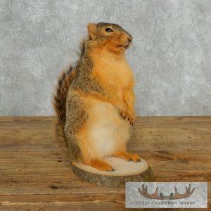 Fox Squirrel Life-Size Taxidermy Mount Taxidermy