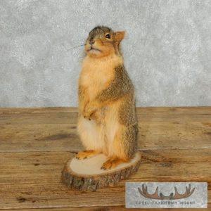 Fox Squirrel Life-Size Taxidermy Mount Taxidermy