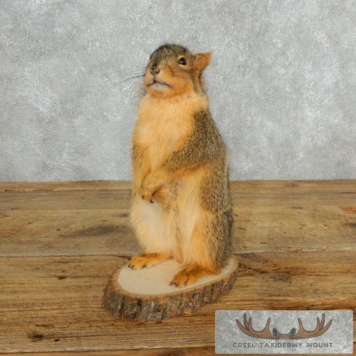 Fox Squirrel Life-Size Taxidermy Mount For Sale