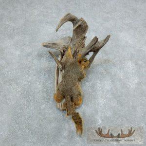 Fox Squirrel Life-Size Taxidermy Mount Taxidermy