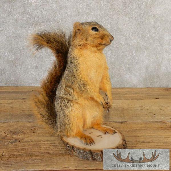 Fox Squirrel Life-Size Taxidermy Mount For Sale