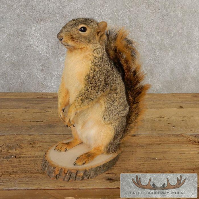 Fox Squirrel Life-Size Taxidermy Mount For Sale