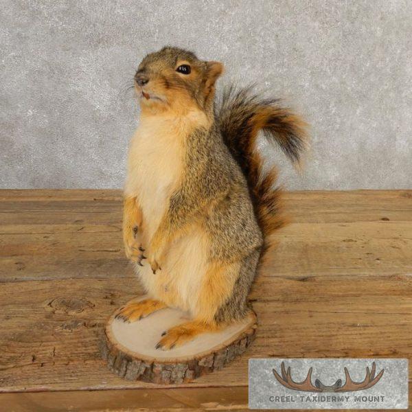 Fox Squirrel Life-Size Taxidermy Mount For Sale