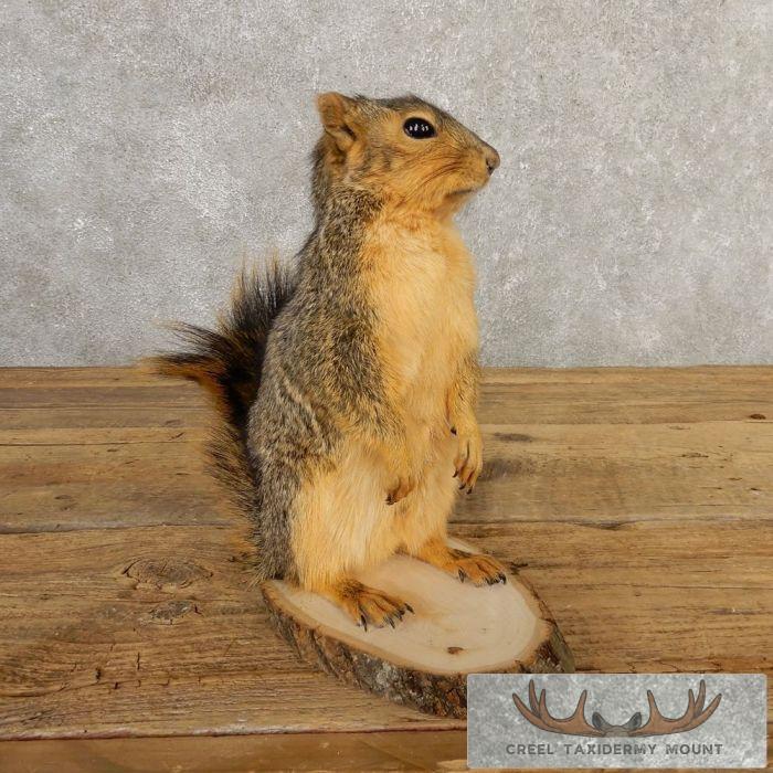 Fox Squirrel Life-Size Taxidermy Mount For Sale