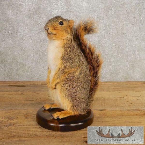 Fox Squirrel Life-Size Taxidermy Mount For Sale
