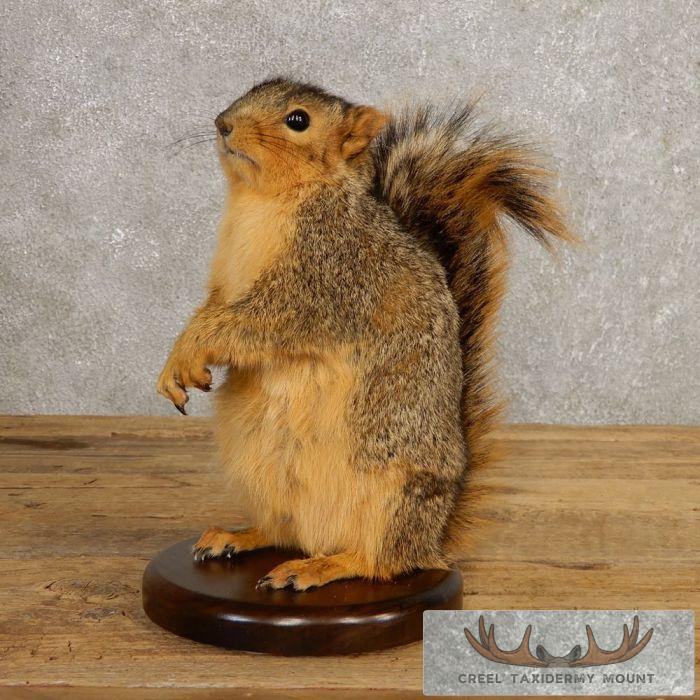 Fox Squirrel Life-Size Taxidermy Mount For Sale