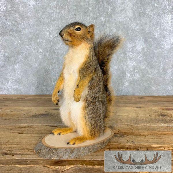 Fox Squirrel Life-Size Taxidermy Mount For Sale