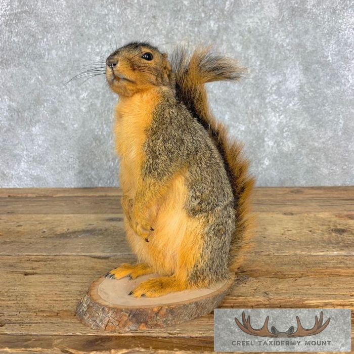 Fox Squirrel Life-Size Taxidermy Mount For Sale