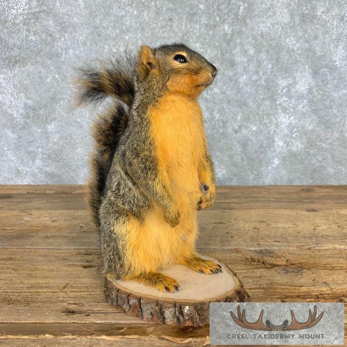 Fox Squirrel Life-Size Taxidermy Mount For Sale