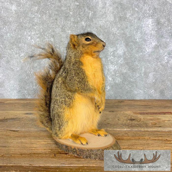 Fox Squirrel Life-Size Taxidermy Mount For Sale