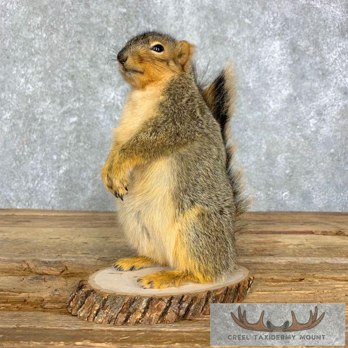Fox Squirrel Life-Size Taxidermy Mount For Sale