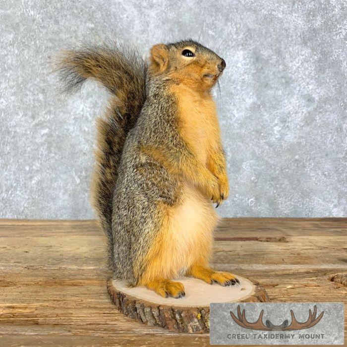 Fox Squirrel Life-Size Taxidermy Mount For Sale
