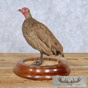 Francolin Taxidermy Bird Mount Taxidermy