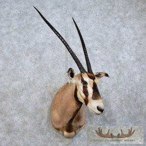Fringe-Eared Oryx Taxidermy Shoulder Mount Taxidermy