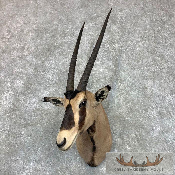 Fringe-Eared Oryx Taxidermy Shoulder Mount For Sale