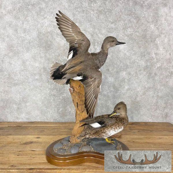 Gadwall Duck Taxidermy Bird Mount For Sale