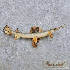 21" Young Garfish Taxidermy Fish Mount Taxidermy