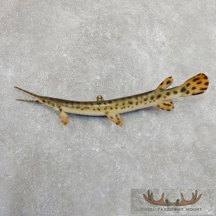 26" Garfish Taxidermy Fish Mount For Sale